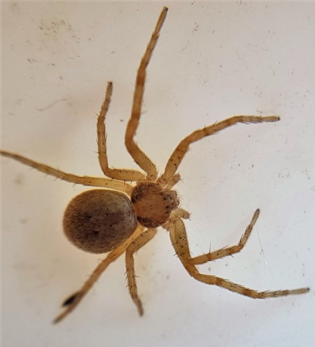 Philodromus sp. - Pantelleria